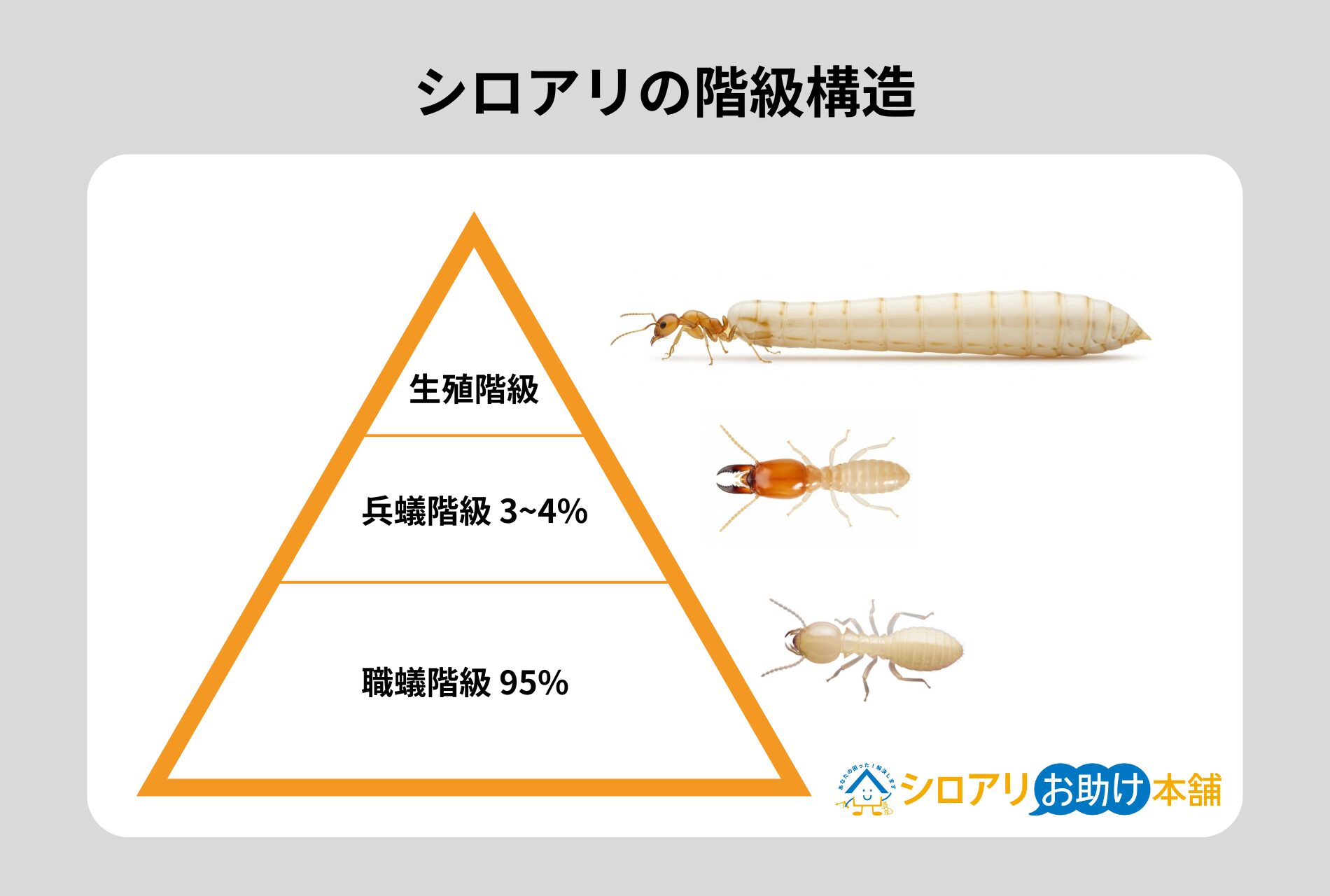 シロアリ階級構造