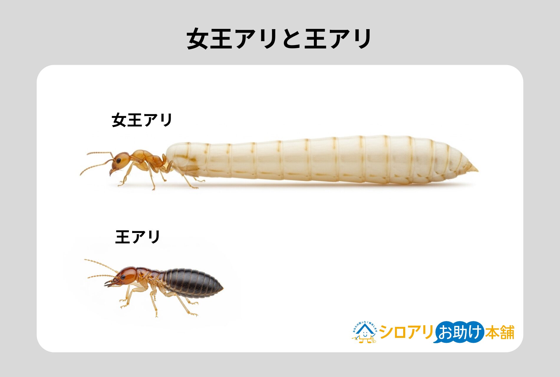 女王アリと王アリ