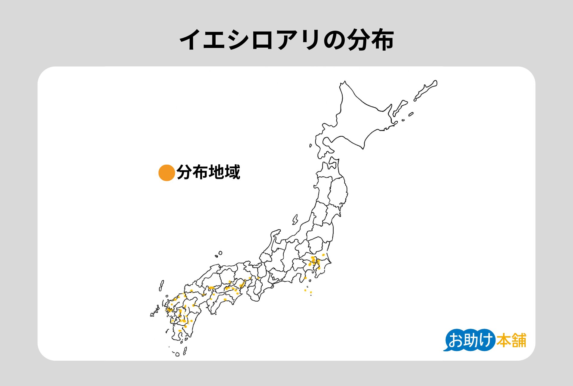 イエシロアリの分布