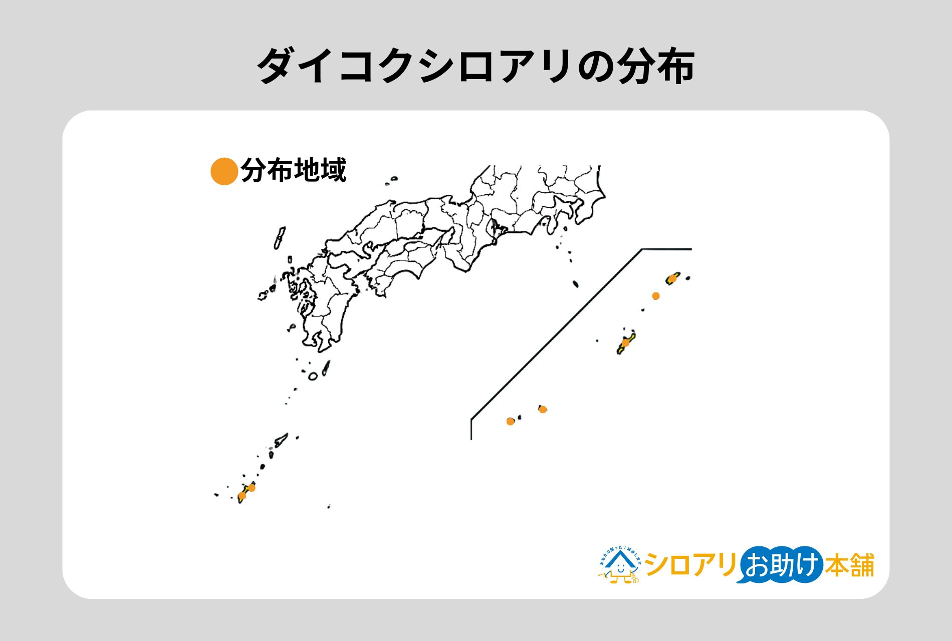 ダイコクシロアリ女王アリ