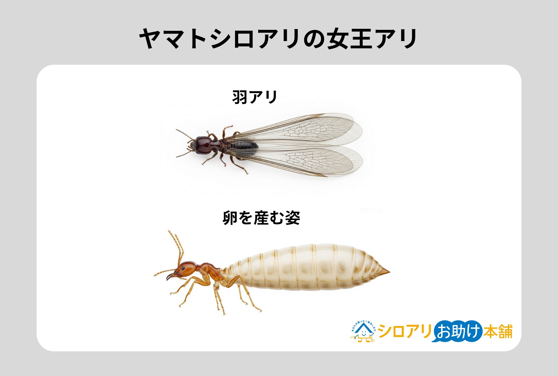 ヤマトシロアリ女王アリ