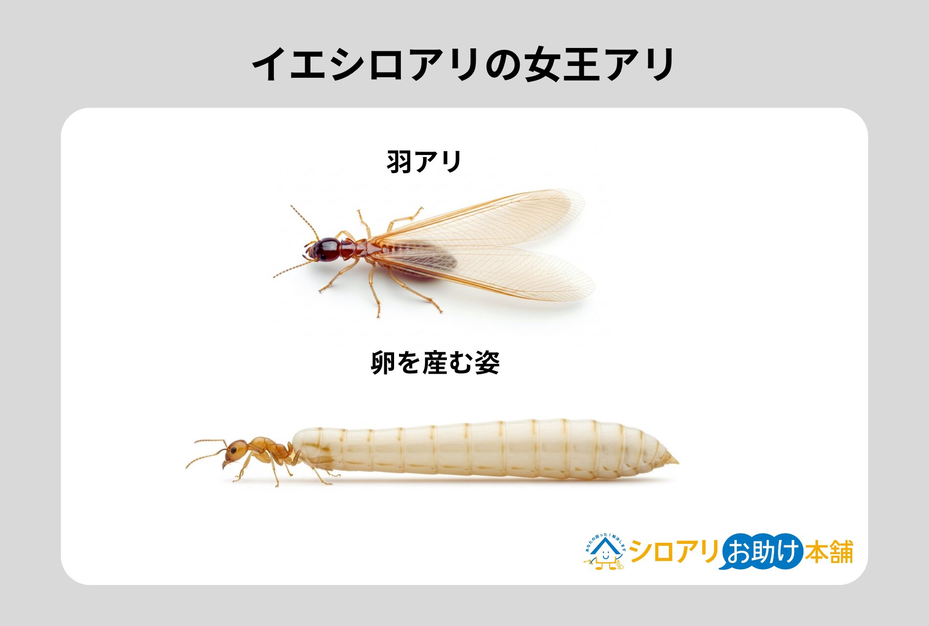 イエシロアリ女王アリ