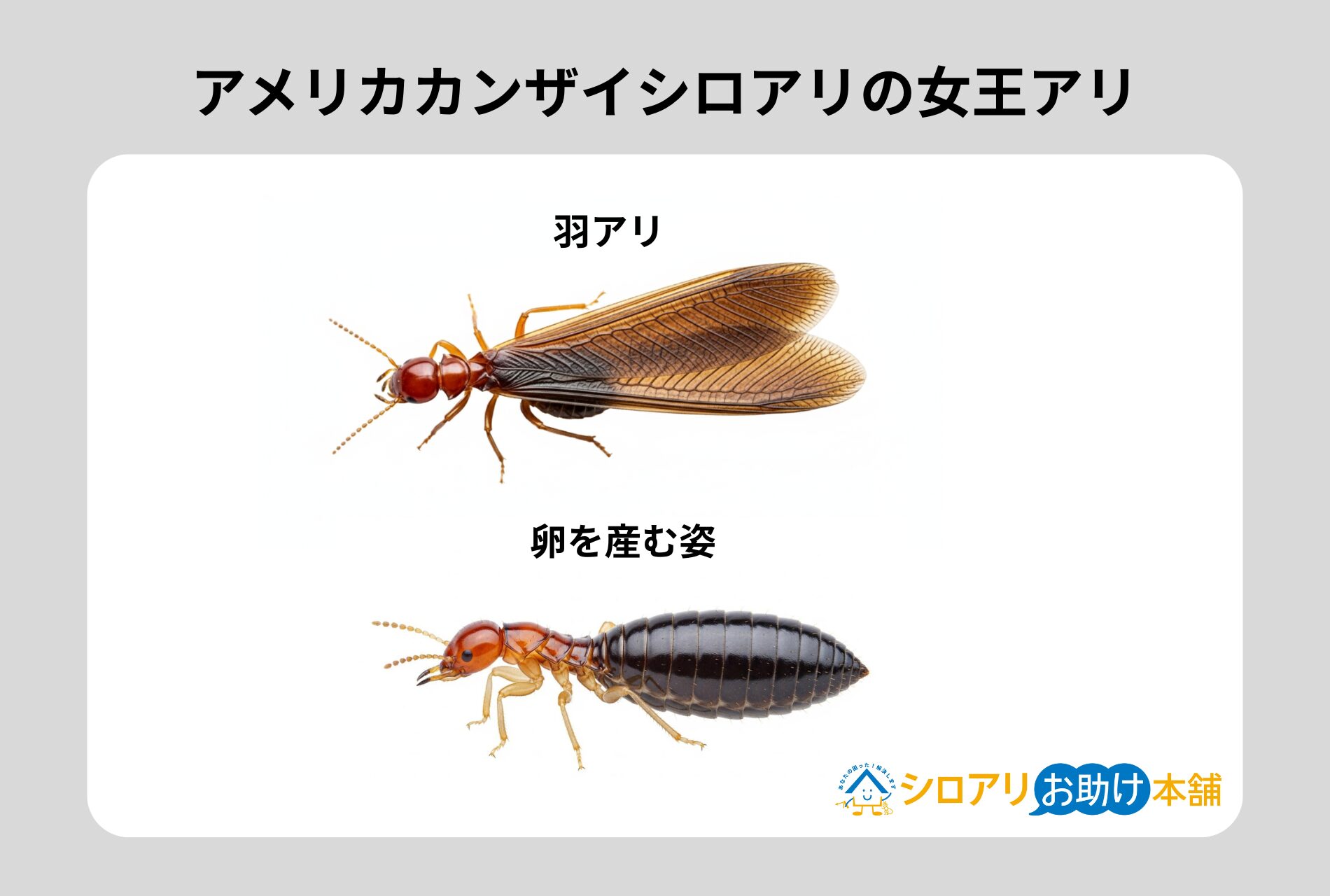 アメリカカンザイシロアリ女王アリ