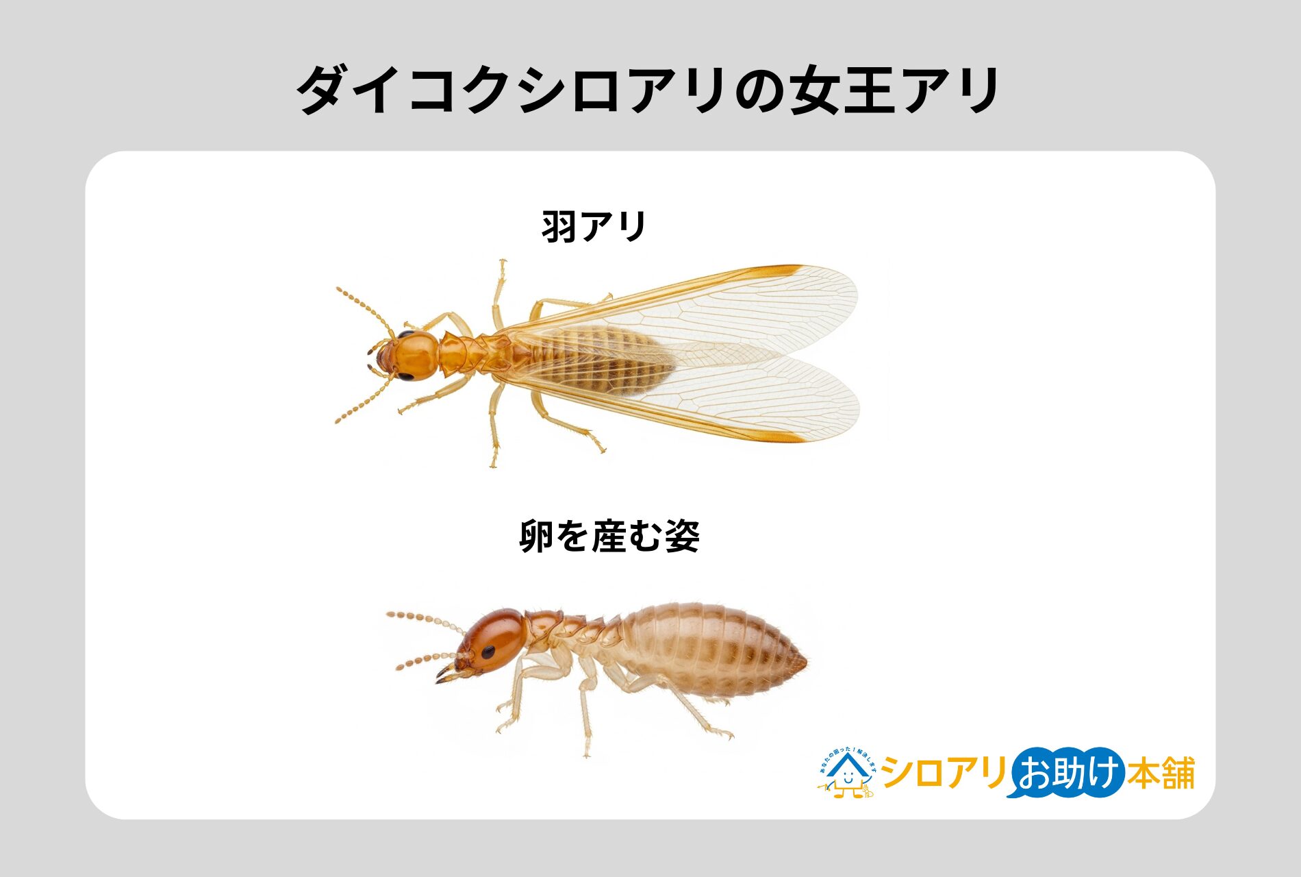 ダイコクシロアリ女王アリ