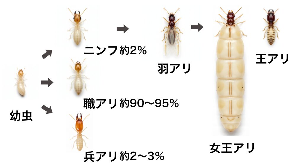 シロアリ・階級
