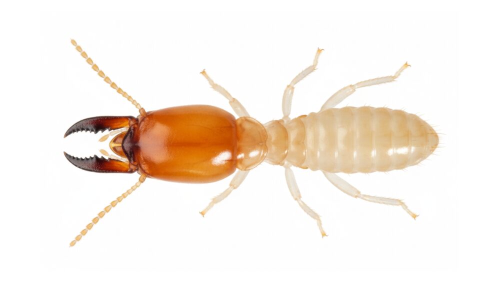 シロアリ・兵蟻