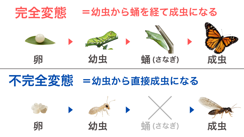 シロアリ・変態