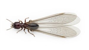 ヤマトシロアリ 羽アリ 横