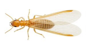 ダイコクシロアリ羽アリ