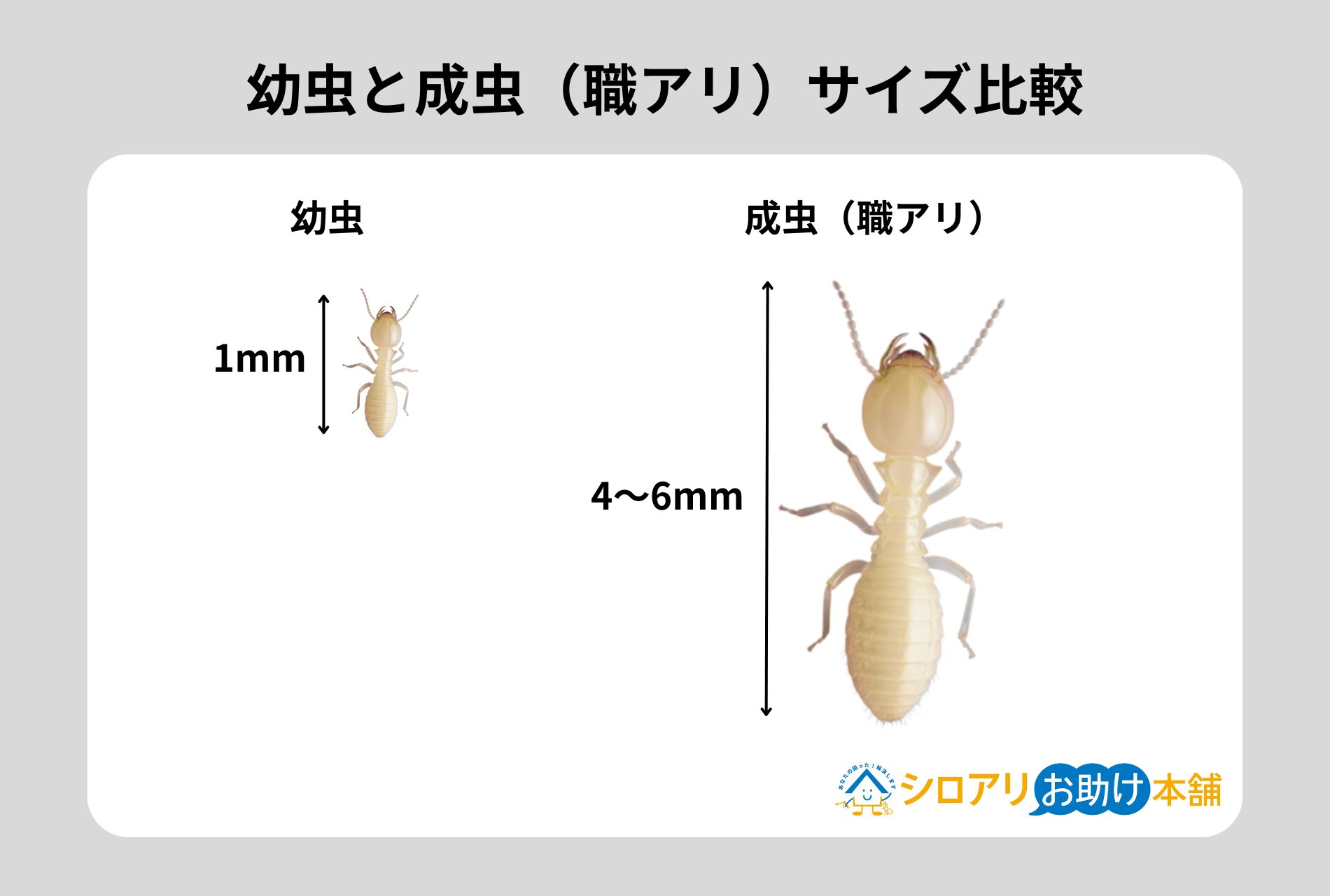 幼虫と成虫サイズ比較