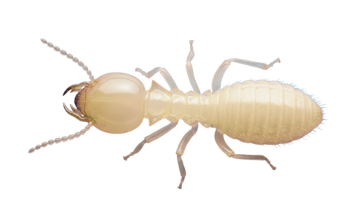 ヤマトシロアリ 横