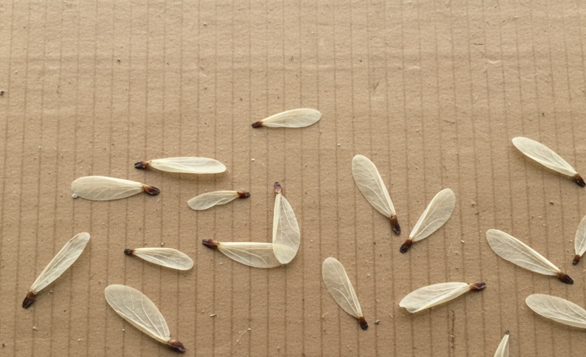 ダンボール被害羽