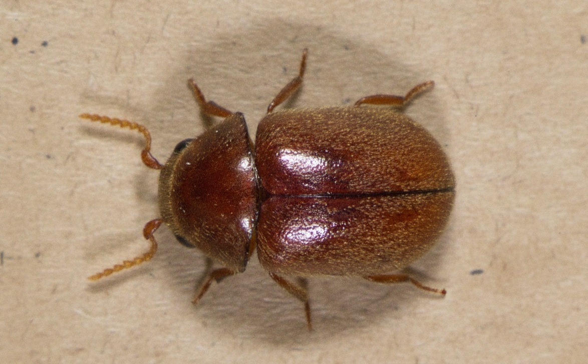 ダンボール被害シバンムシ