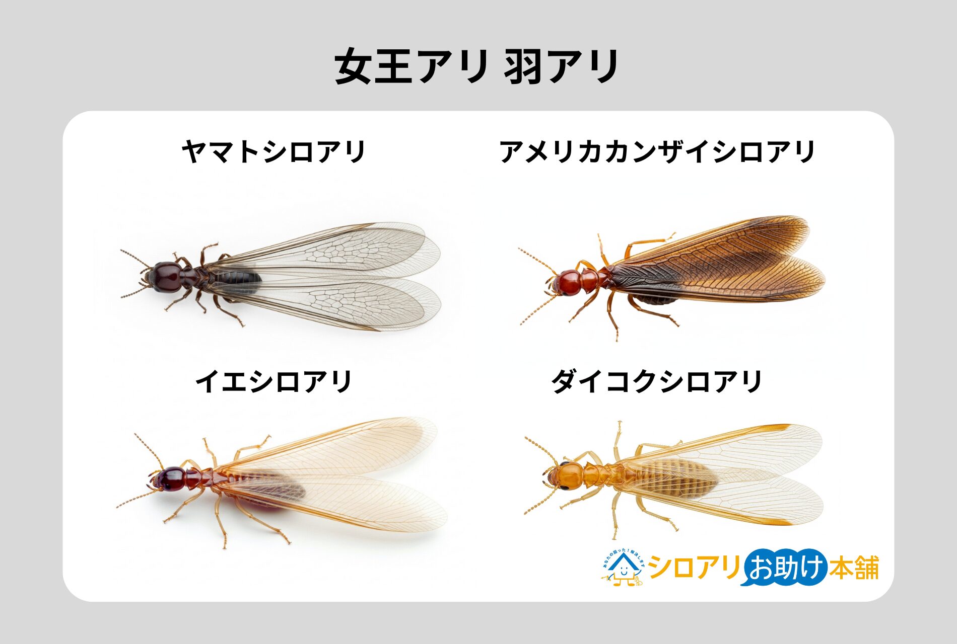 女王アリ羽アリ