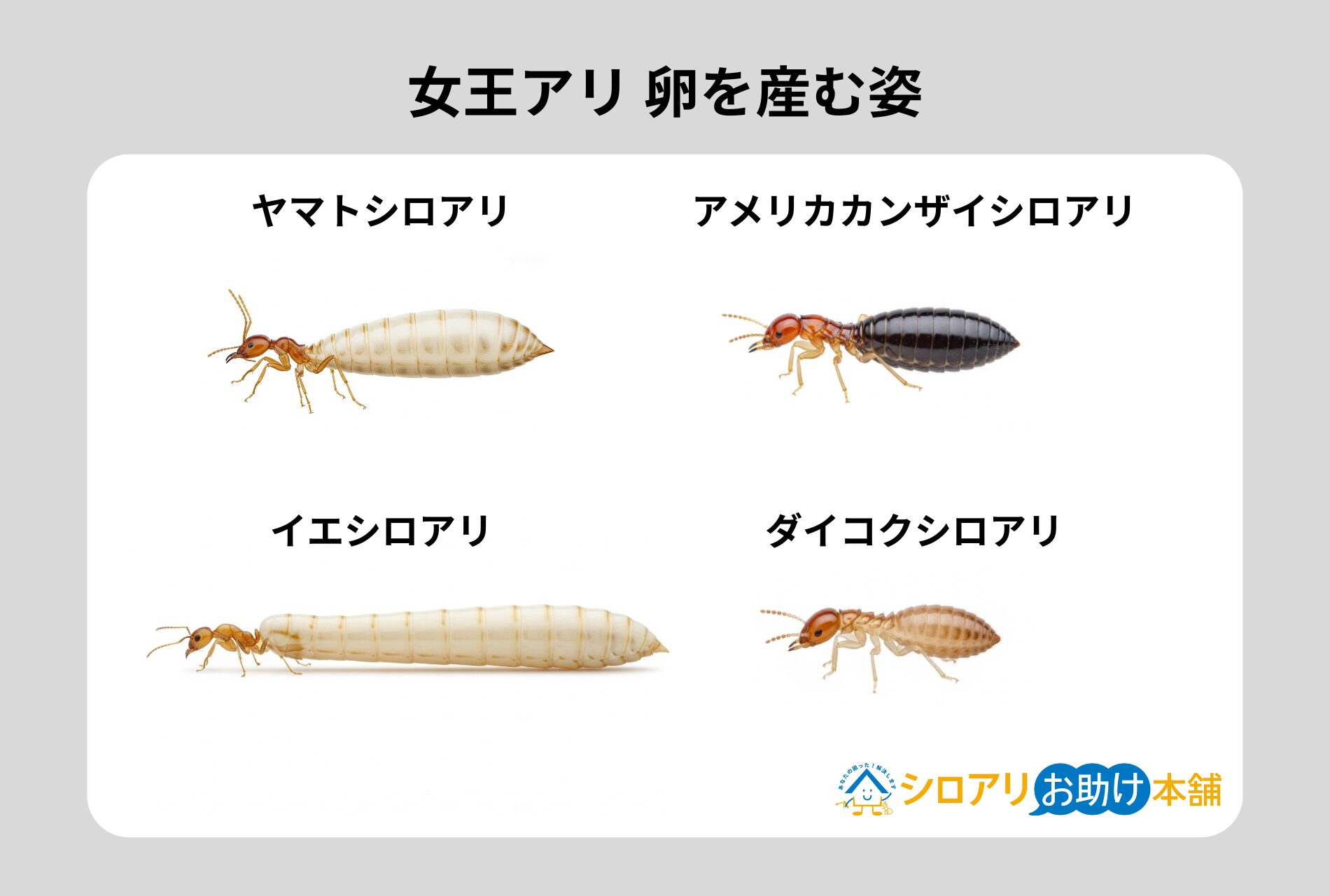 女王アリ卵を産む姿