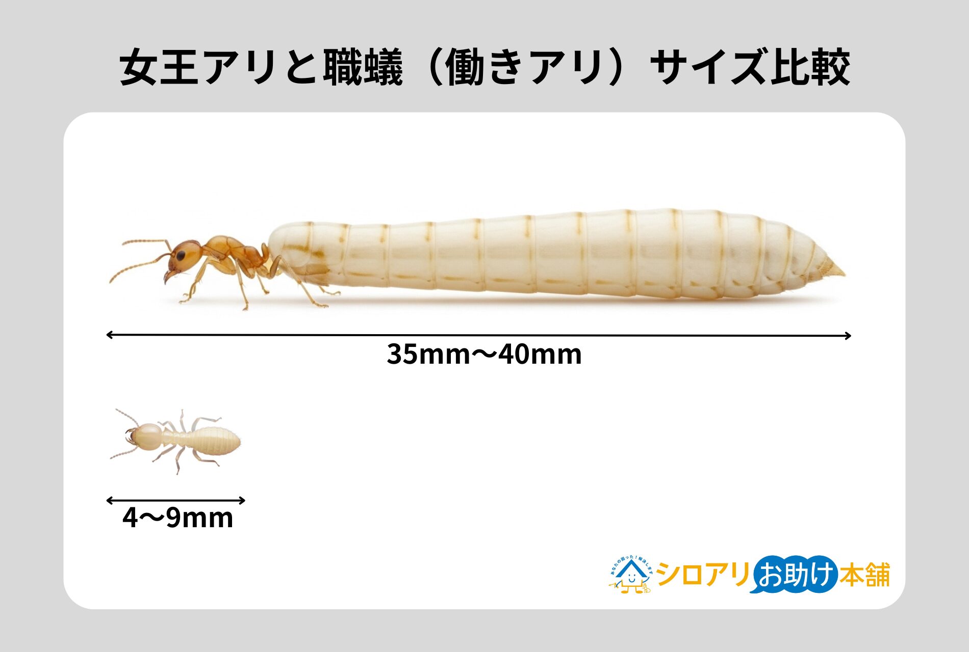 イエシロアリ女王アリ