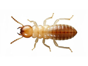 アメリカカンザイシロアリ職蟻 横