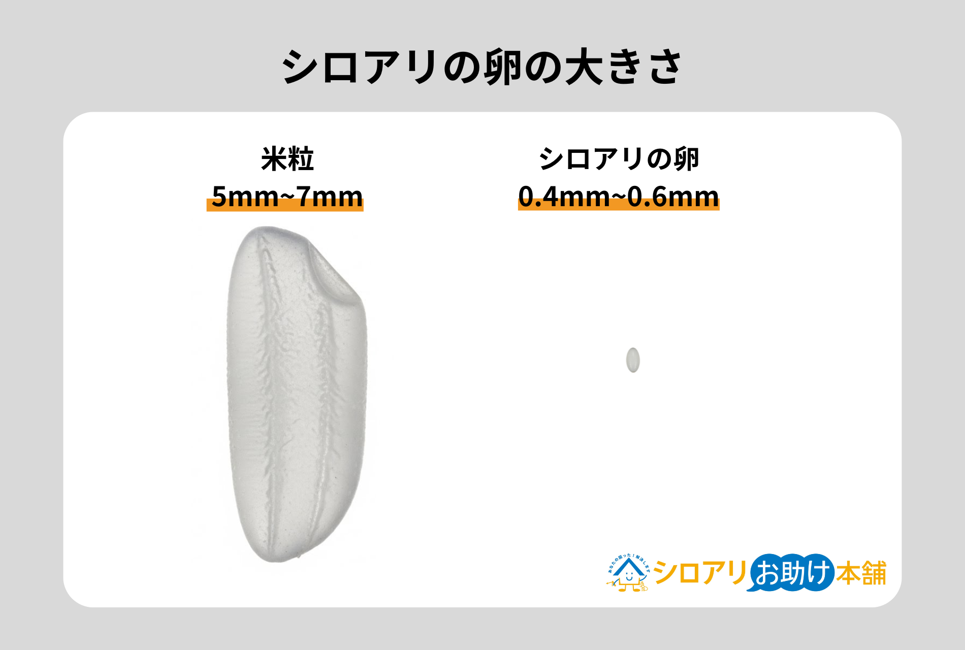 シロアリの卵の大きさ