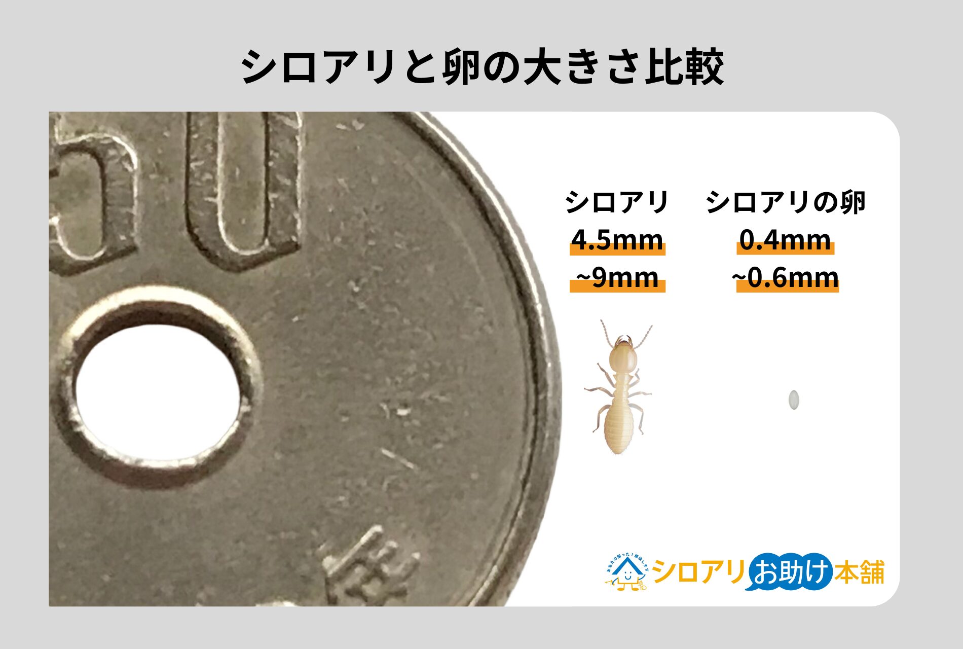 シロアリの卵の大きさ比較