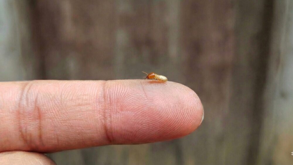 シロアリ指に噛む