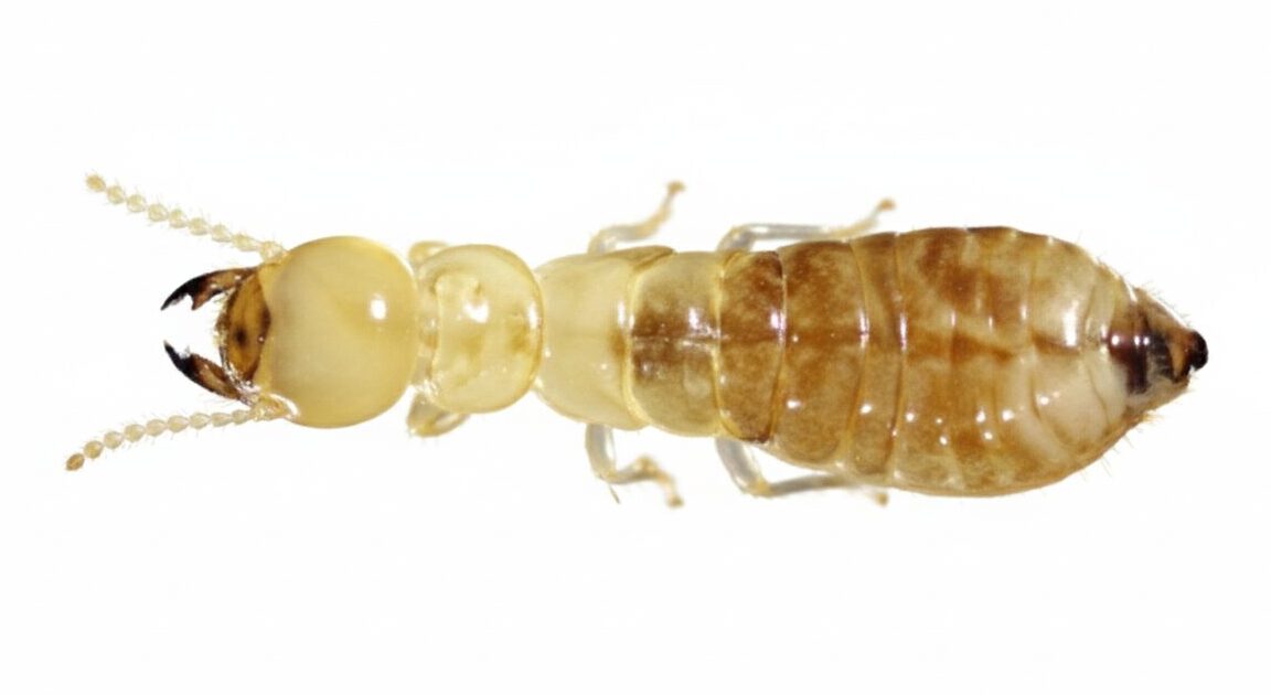 ダイコクシロアリ職蟻 横