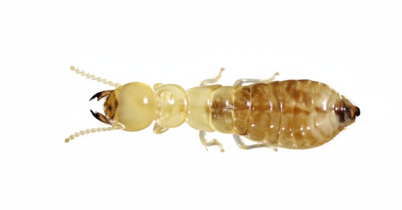 ダイコクシロアリ職蟻 横