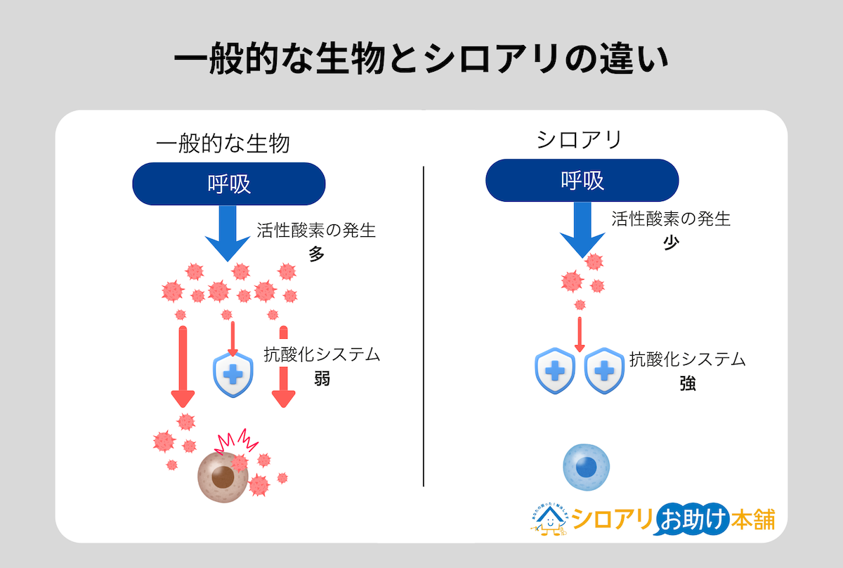 一般的な生物とシロアリの違い