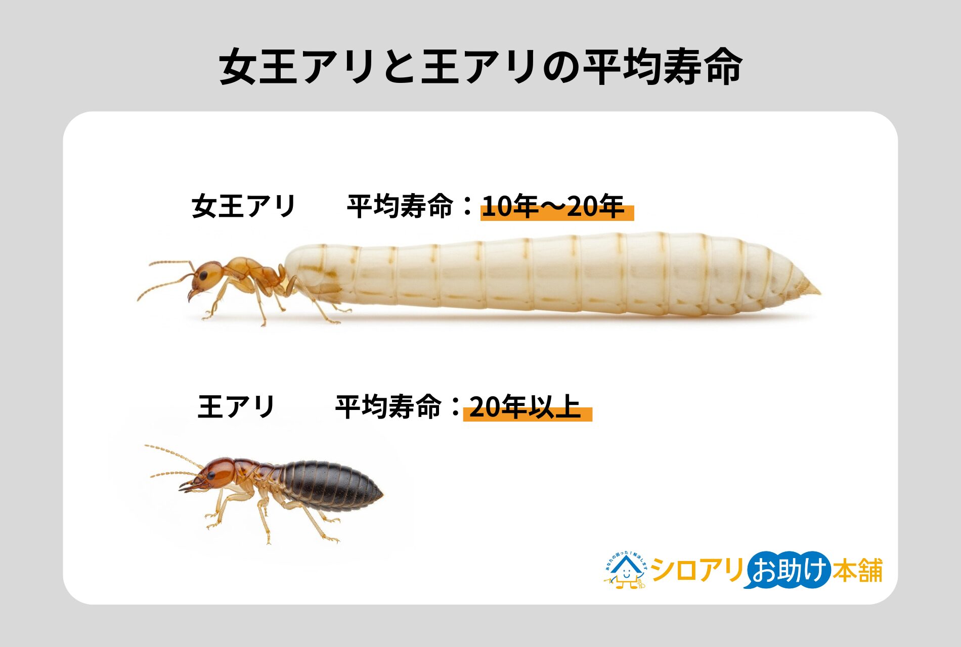 女王アリと王アリの平均寿命