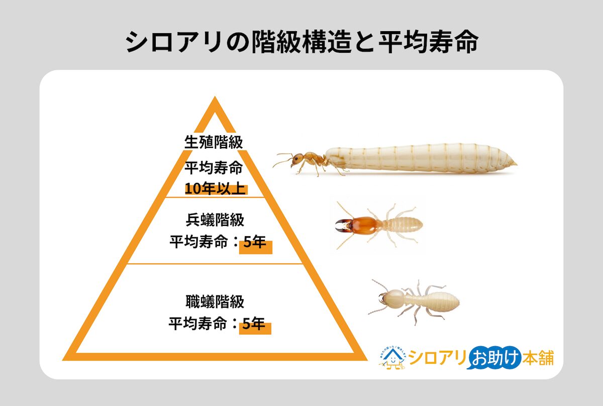 シロアリの階級構造と平均寿命