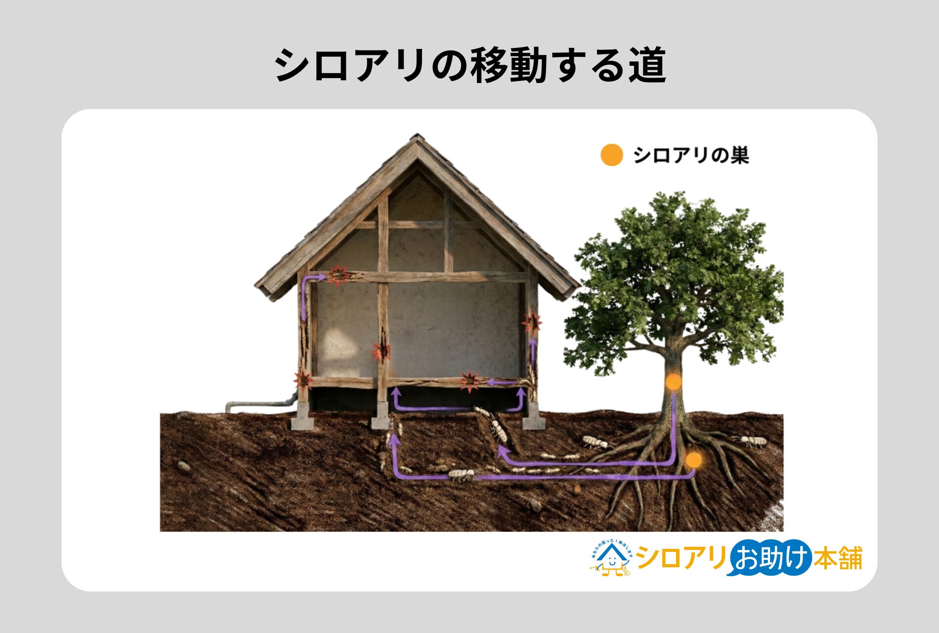 シロアリの移動する道