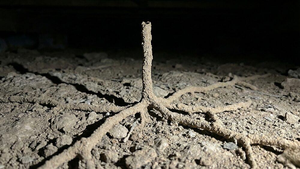 シロアリの空中蟻道