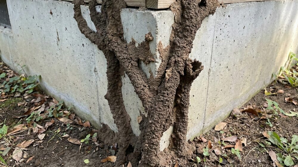 イエシロアリの蟻道