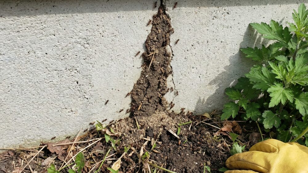 クロアリ(トビイロケアリ)の蟻道