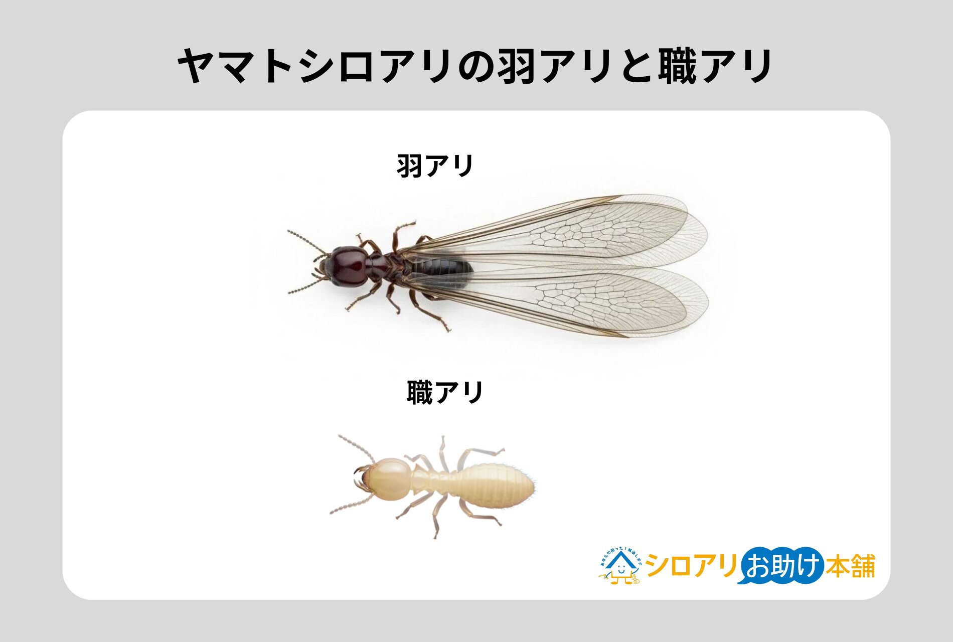 ヤマトシロアリの羽アリと職アリ