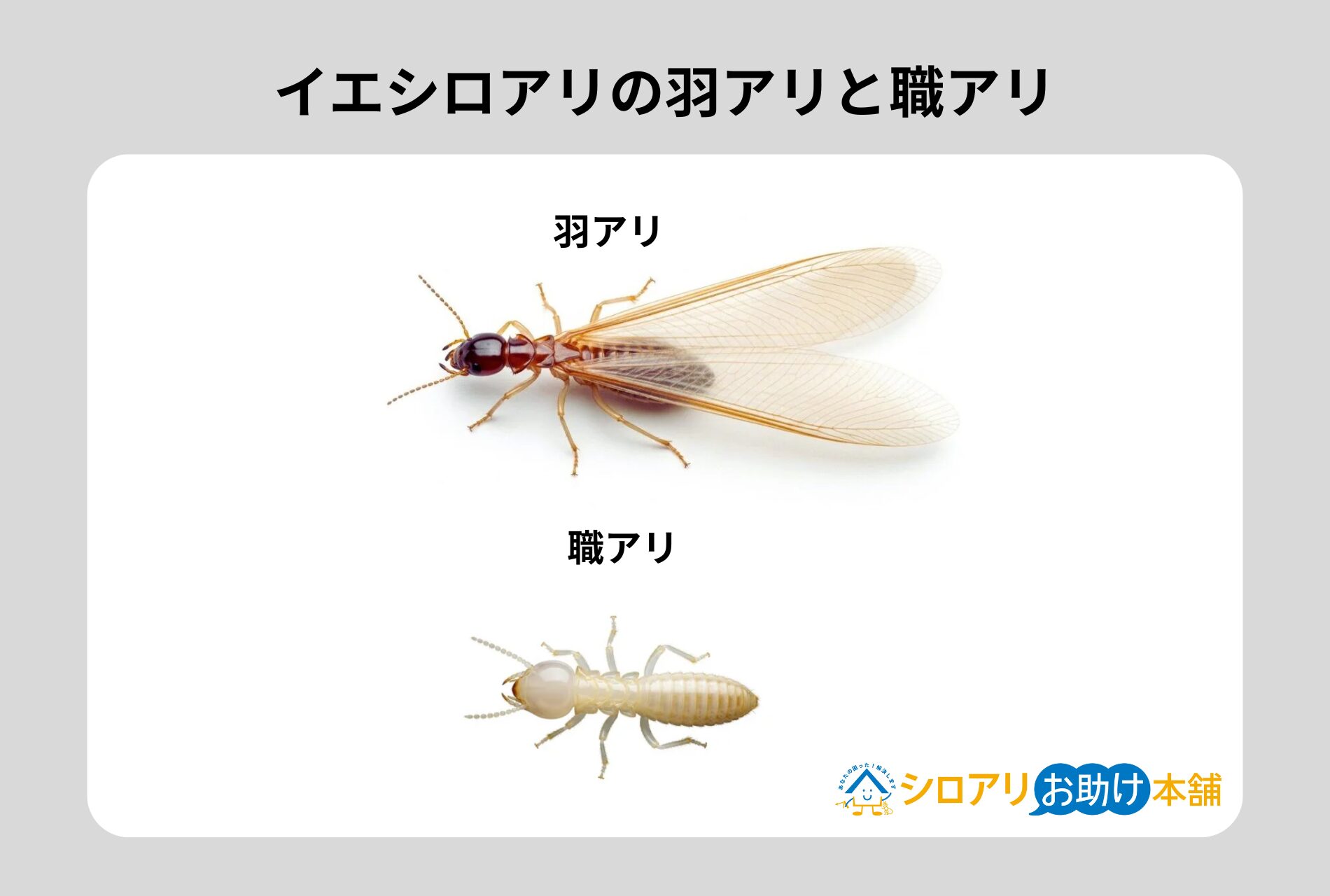 イエシロアリの羽アリと職アリ