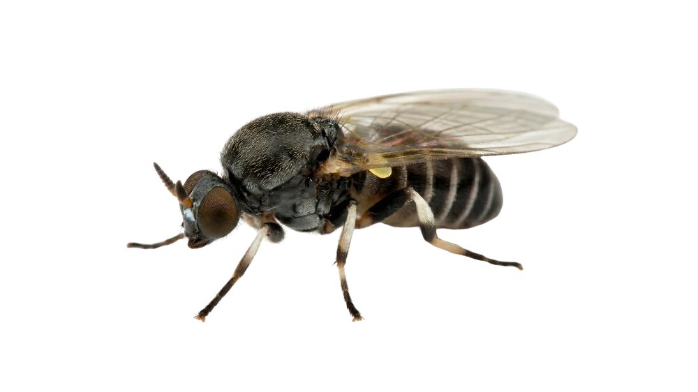 人を噛む代表的な虫_ブヨ