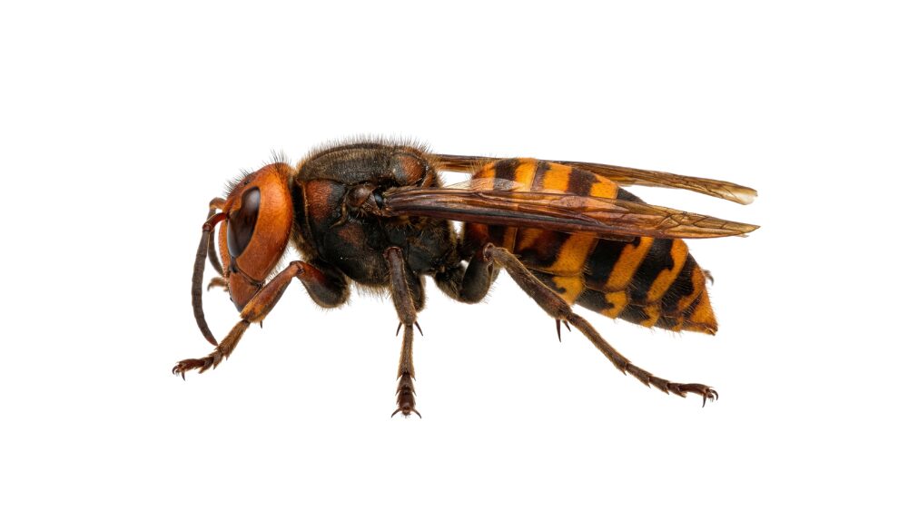 人を刺す代表的な虫_ハチ