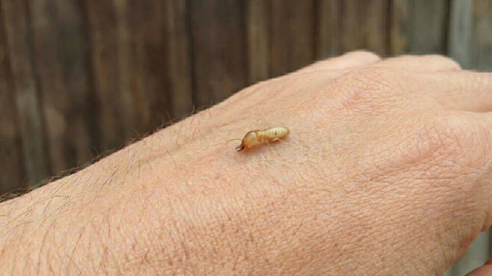 人を噛むシロアリ