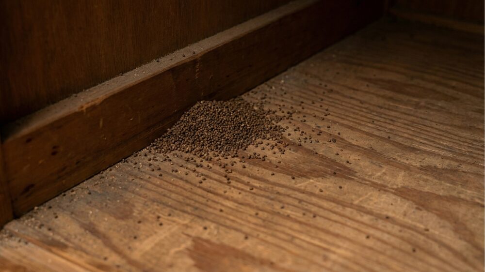 シロアリのふん