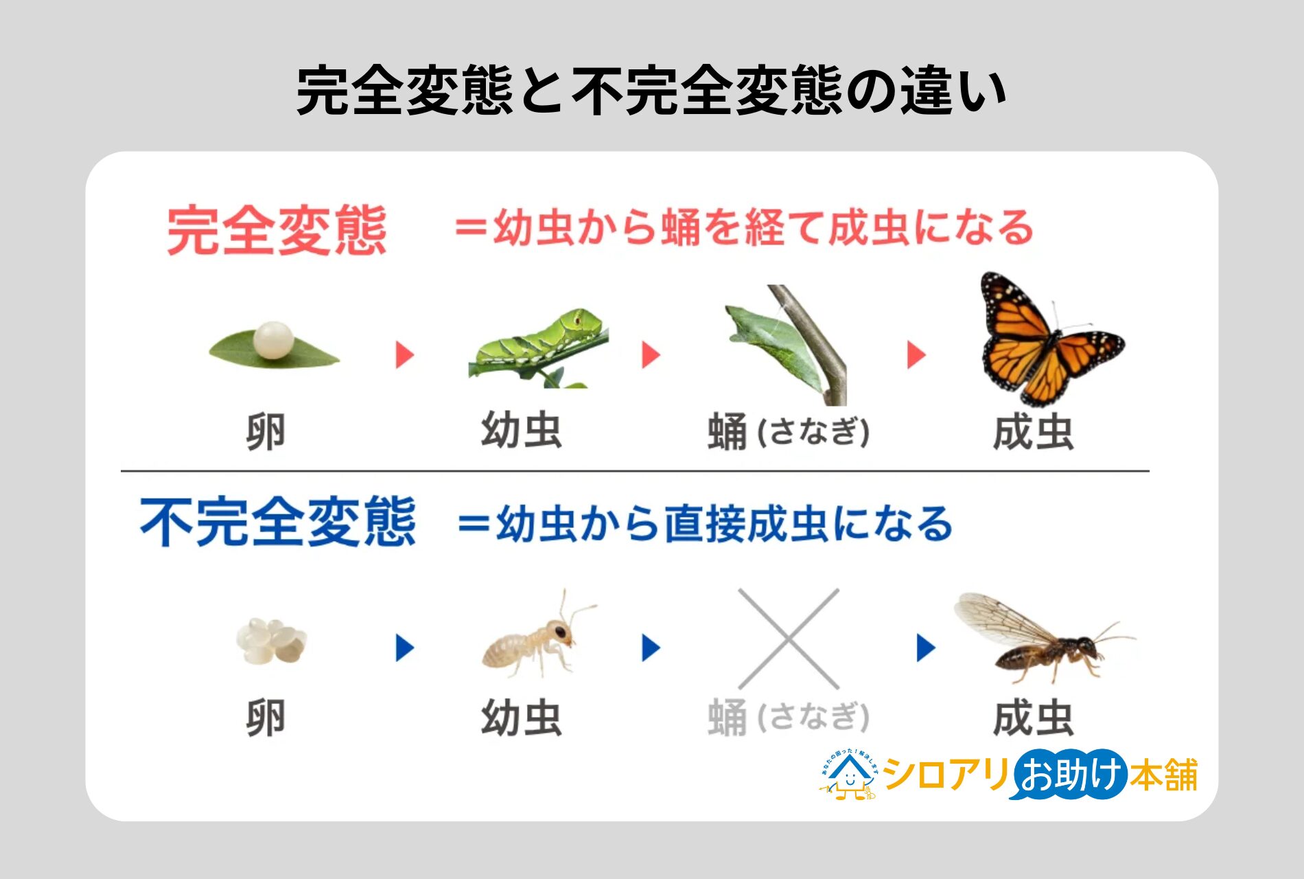 完全変態と不完全変態の違い