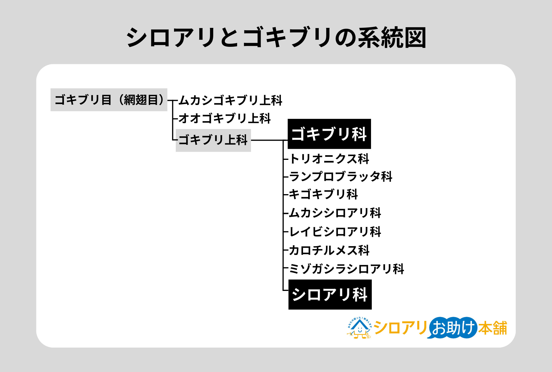 シロアリとゴキブリの系統図