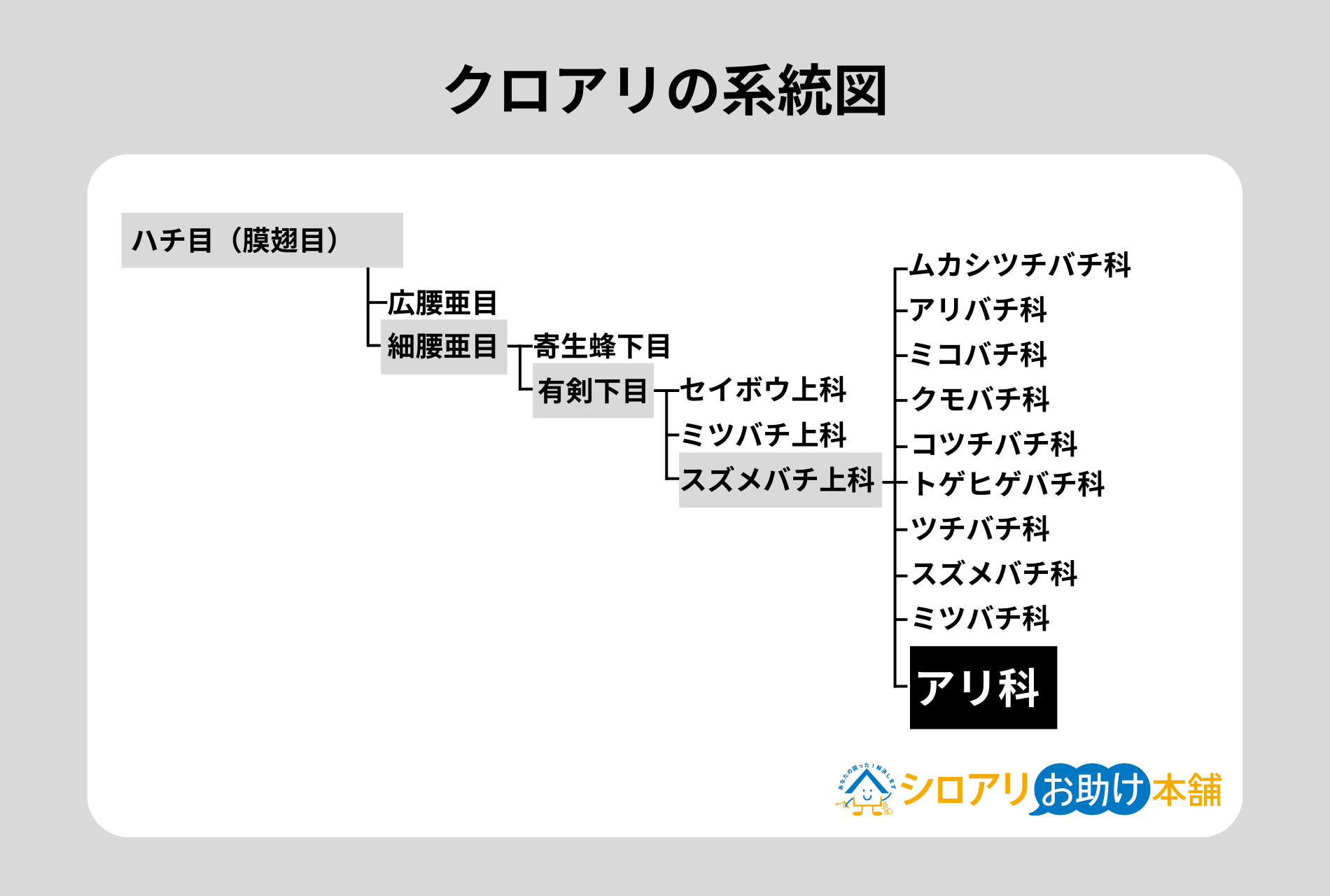 クロアリの系統図