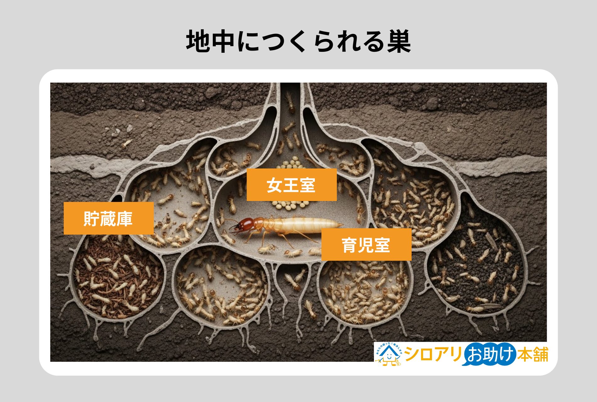 地中につくられる巣