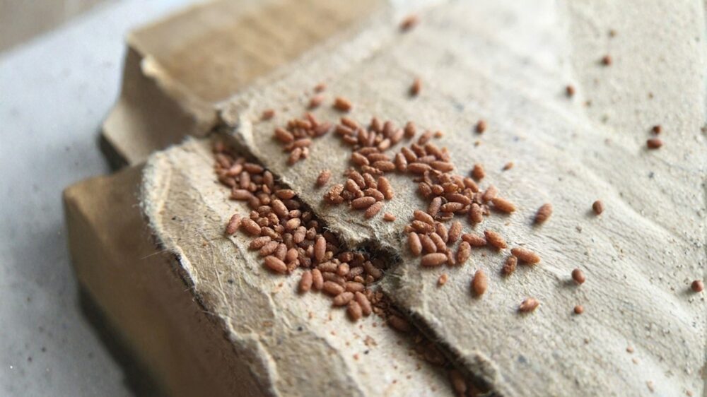 シバンムシのふん