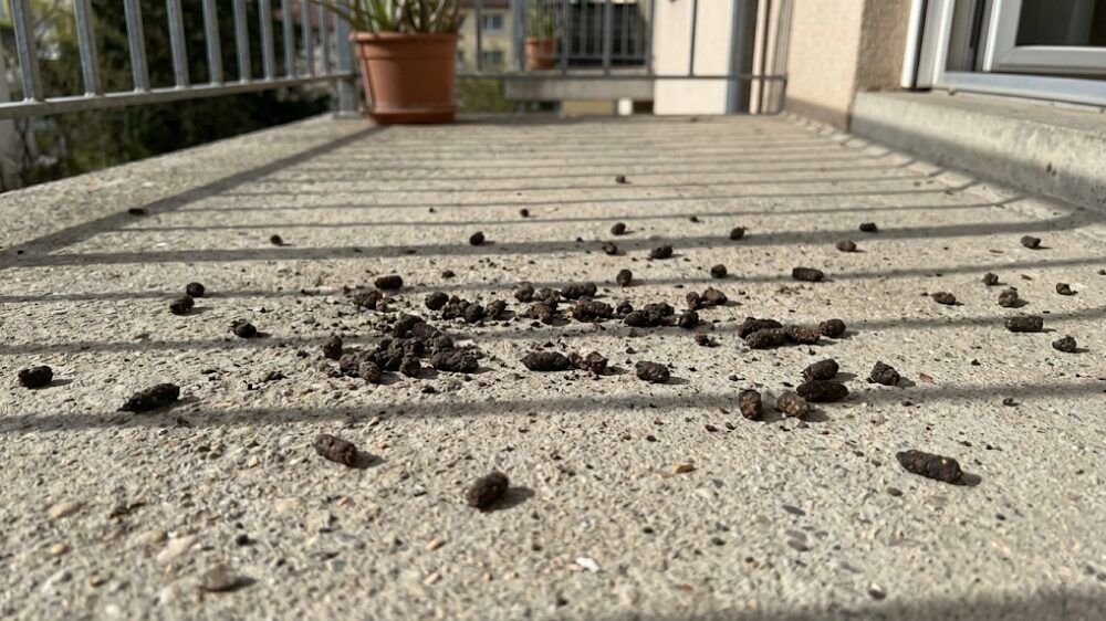 コウモリのふん