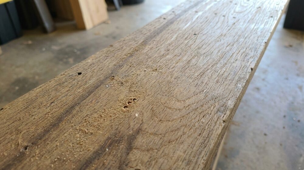 シロアリの糞孔