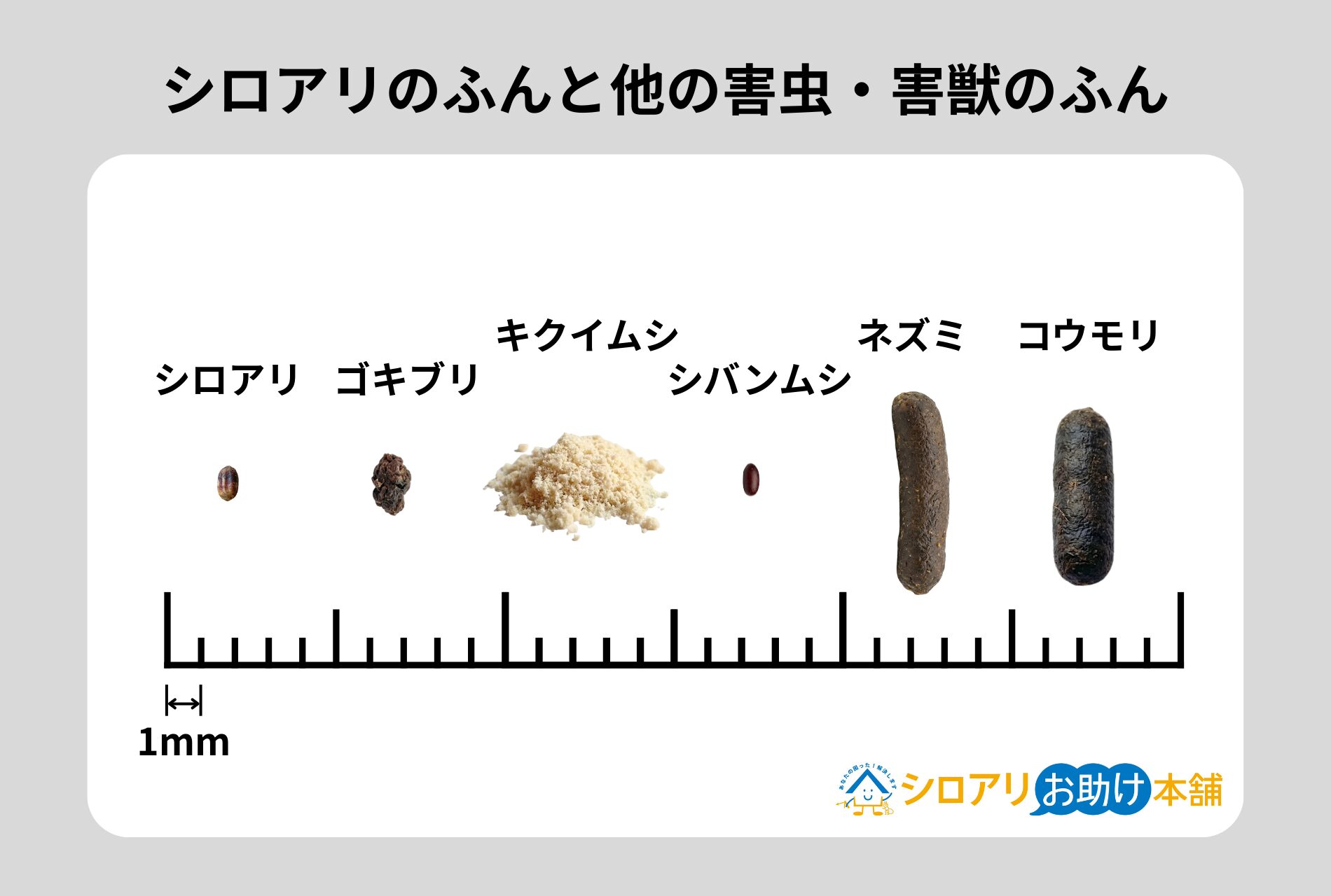 シロアリのふんと他の害虫・害獣のふんの違い