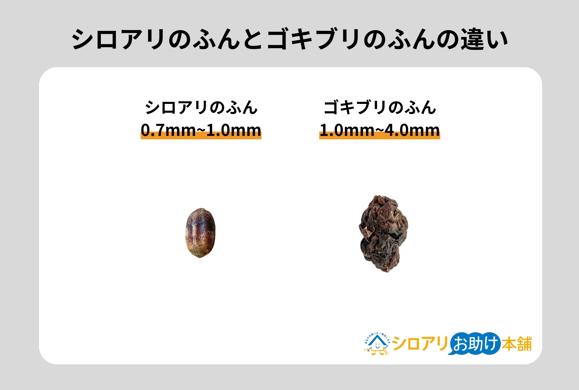 シロアリのふんとゴキブリのふんの違い
