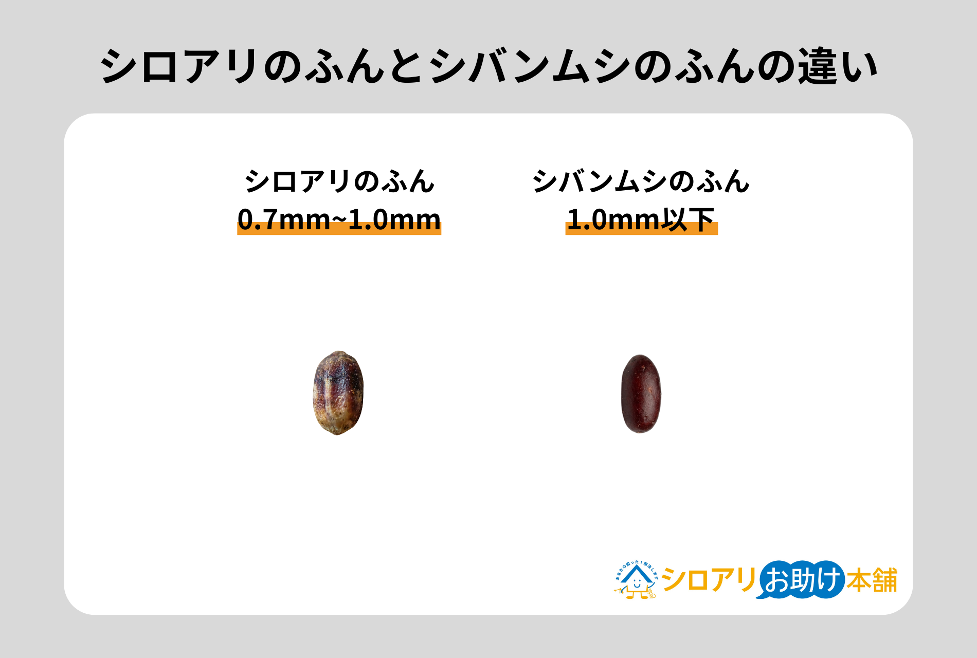 シロアリとシバンムシのふんの違い