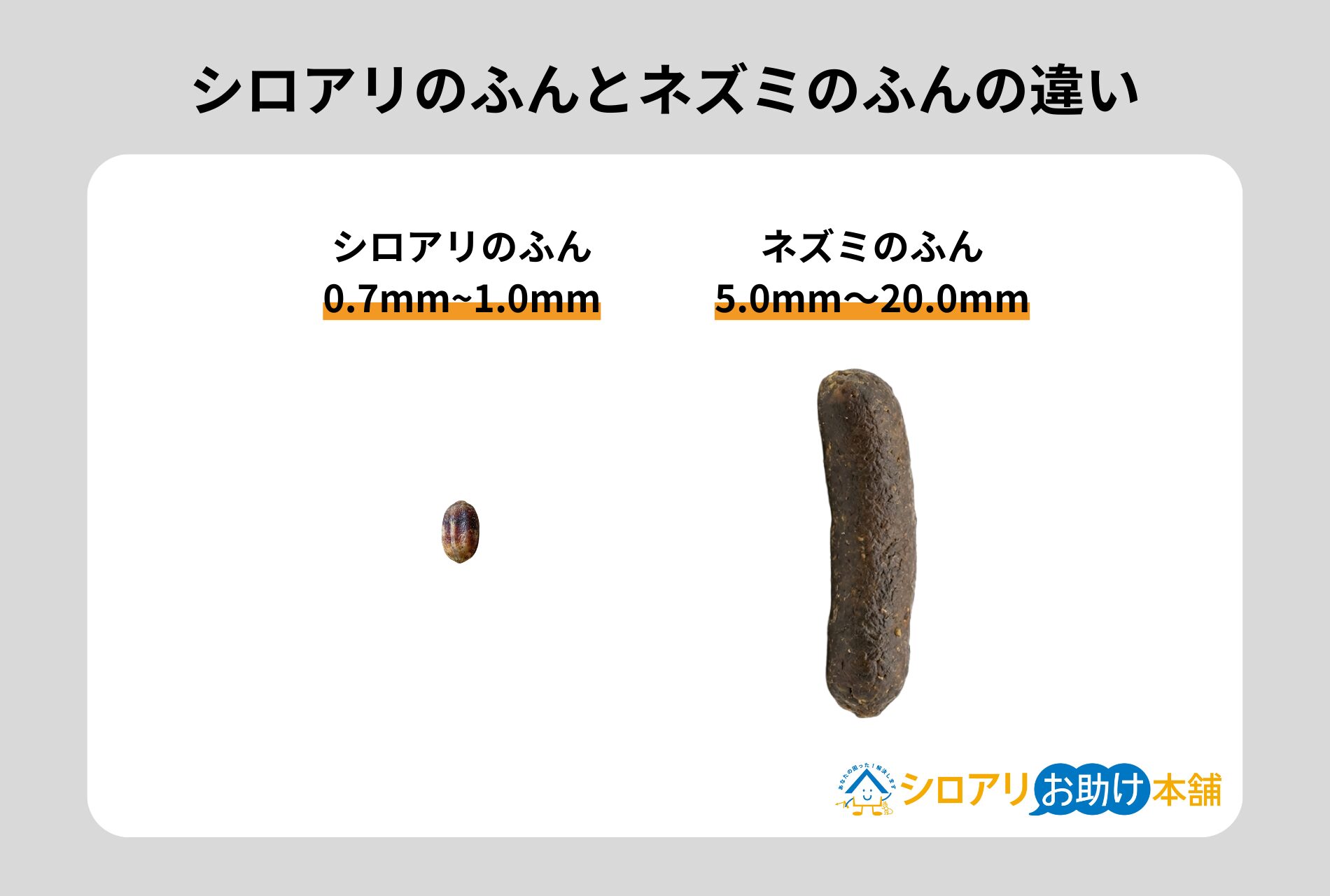 シロアリとネズミのふんの違い